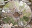 Carluke High Mill Stone